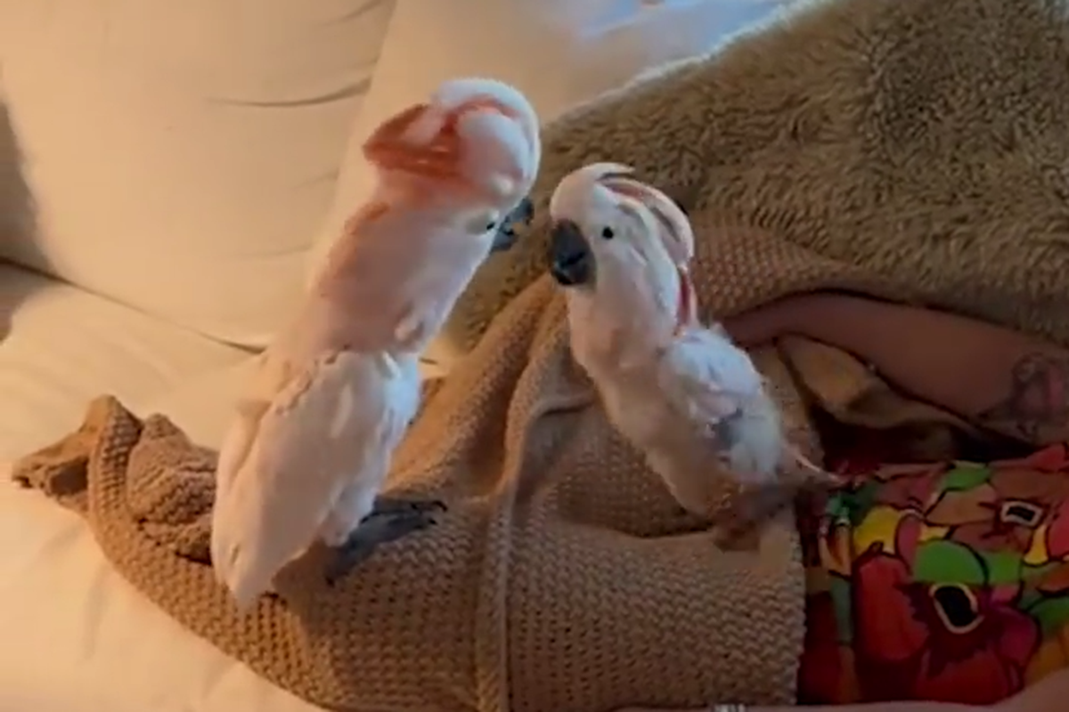 Birds Love Playing Peek-a-boo